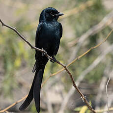 Drongo royal