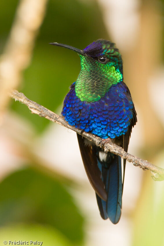 Crowned Woodnymph male adult