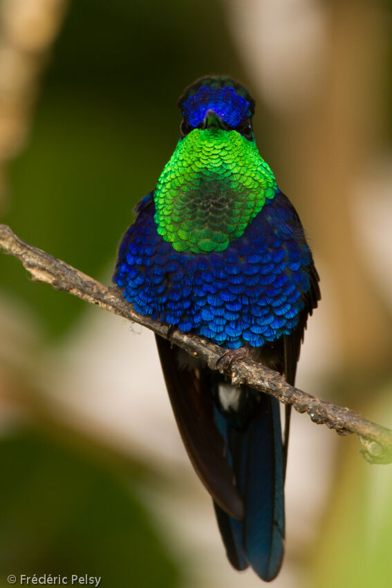 Crowned Woodnymph male adult