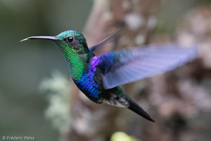 Crowned Woodnymph