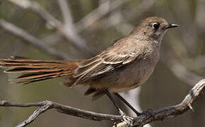 Southern Scrub Robin