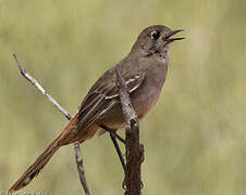 Southern Scrub Robin