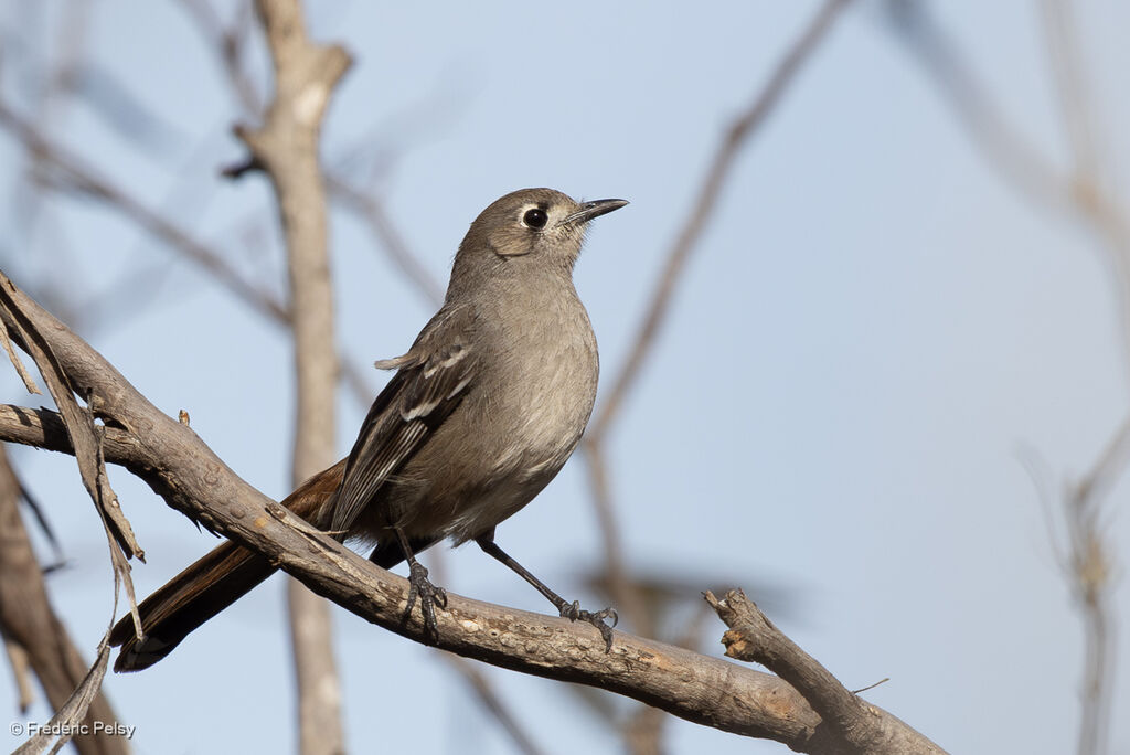 Drymode à croupion brun