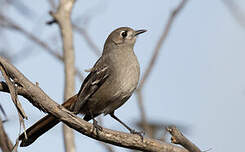 Drymode à croupion brun