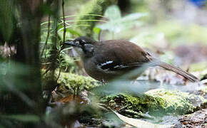 Papuan Scrub Robin