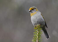 Durbec à tête rouge