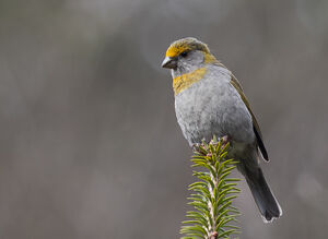 Durbec à tête rouge