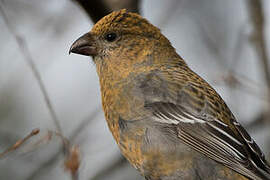 Pine Grosbeak