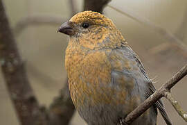 Pine Grosbeak