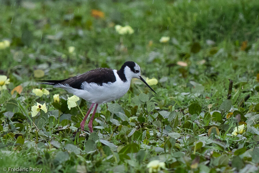 White-backed Stilt