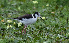 White-backed Stilt