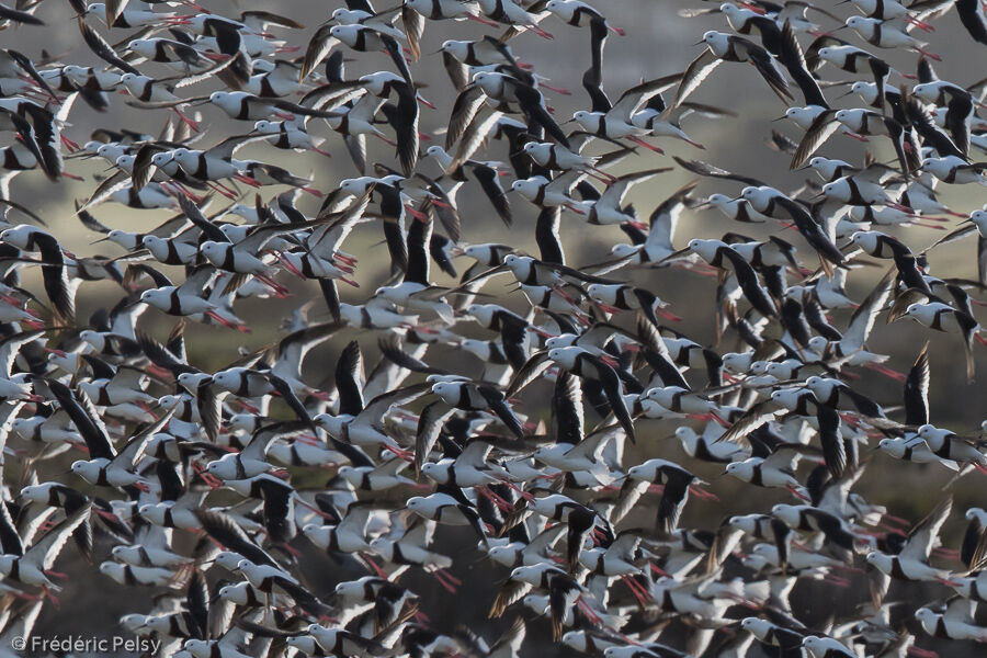 Banded Stilt, Flight