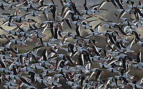 Banded Stilt