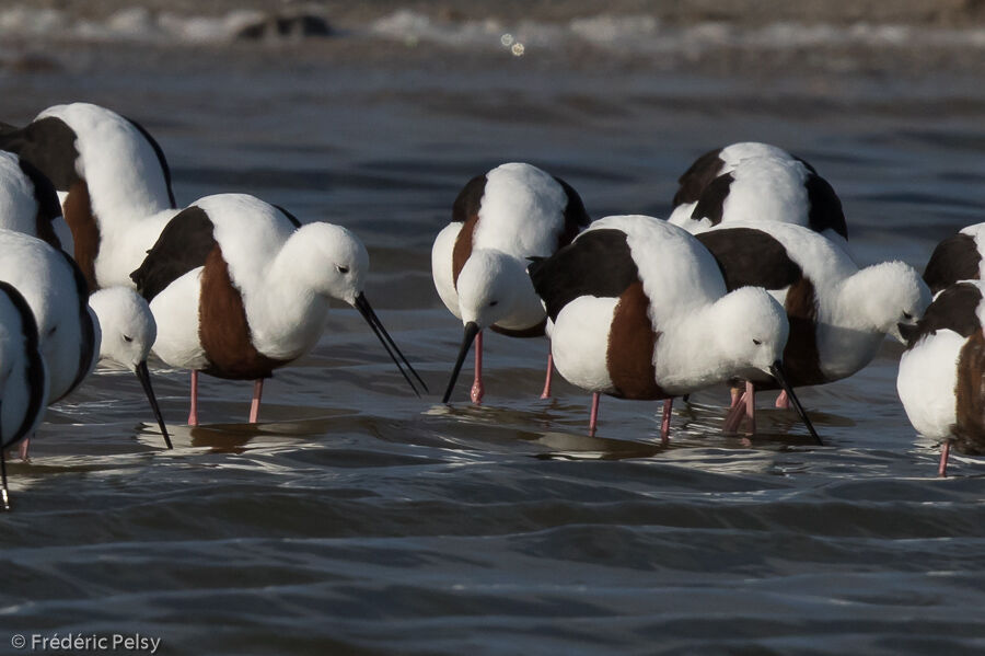 Banded Stiltadult breeding