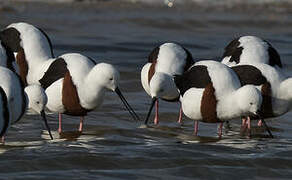 Banded Stilt