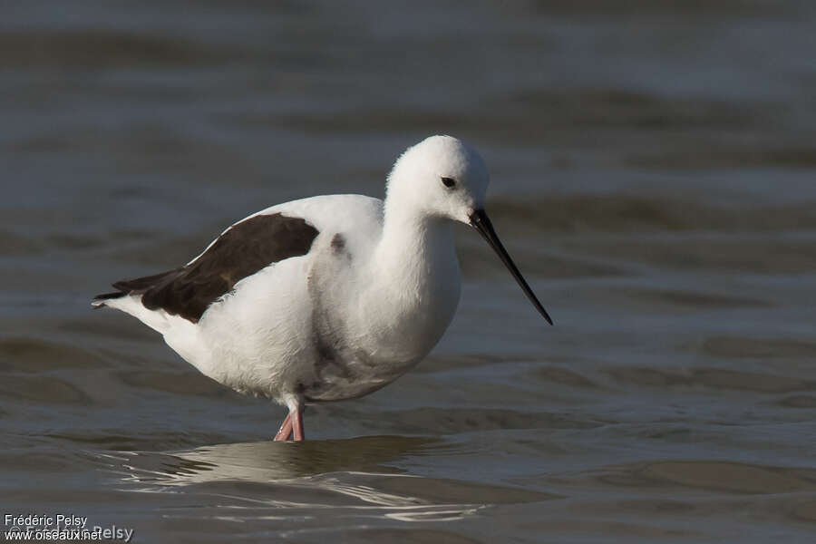 Banded Stiltadult post breeding