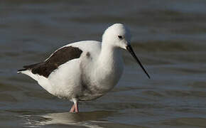 Banded Stilt