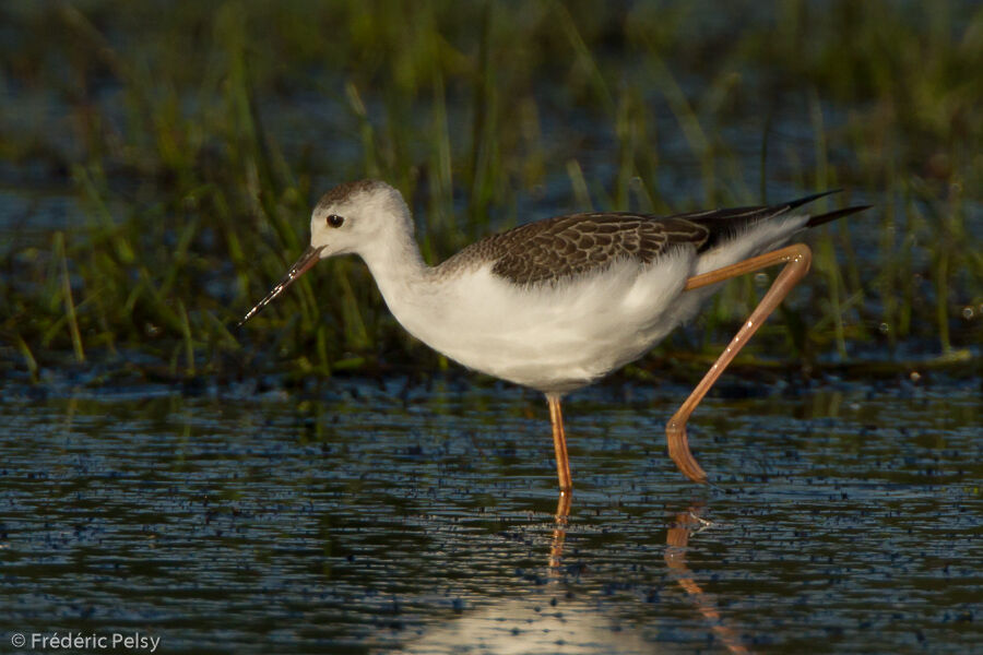 Black-winged Stiltjuvenile