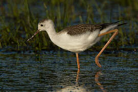 Black-winged Stilt