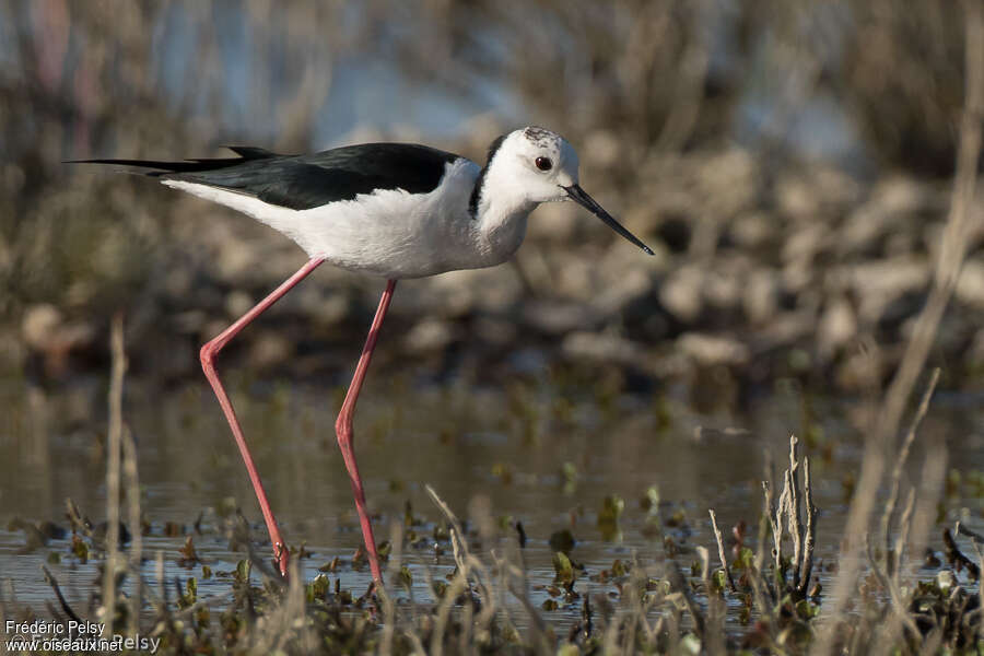 Black-winged Stilt male adult transition, identification