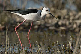 Black-winged Stilt