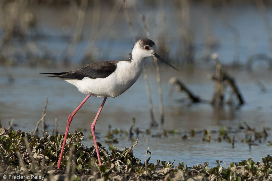 Black-winged Stilt female adult