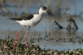 Black-winged Stilt