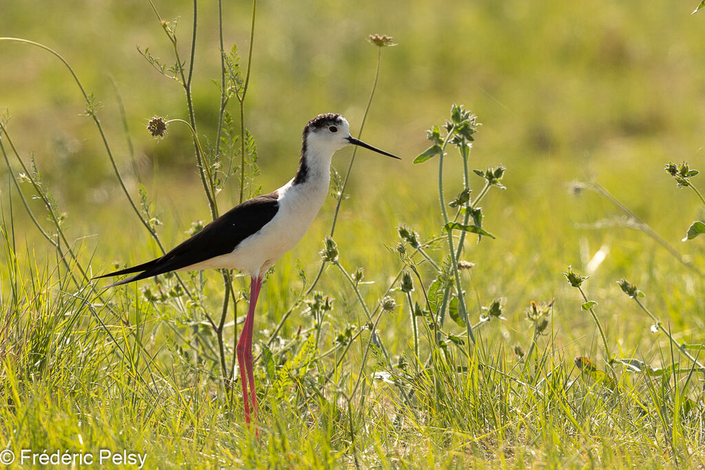 Échasse blanche