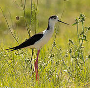 Black-winged Stilt