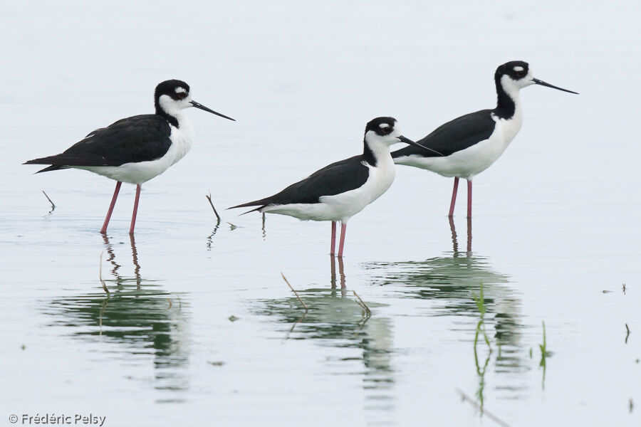 Black-necked Stiltadult