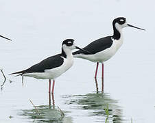 Black-necked Stilt