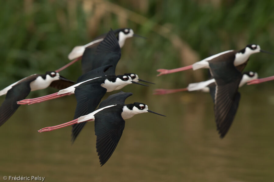 Black-necked Stilt, Flight