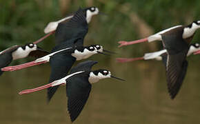 Black-necked Stilt