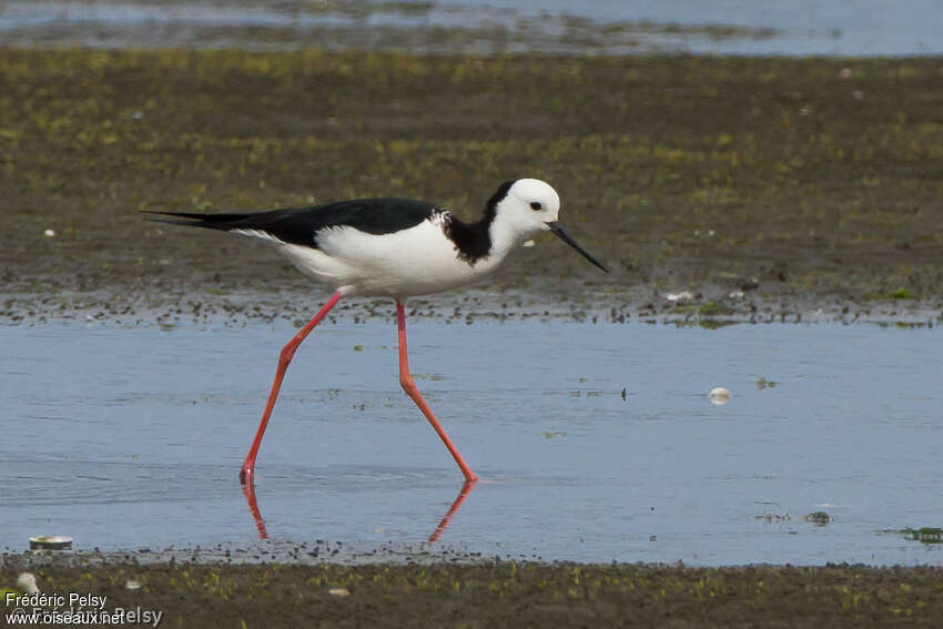 Pied Stiltadult, identification