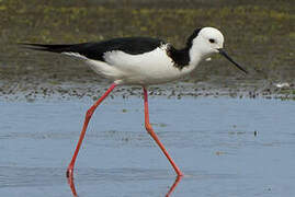 Pied Stilt