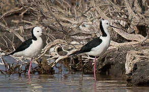 Pied Stilt