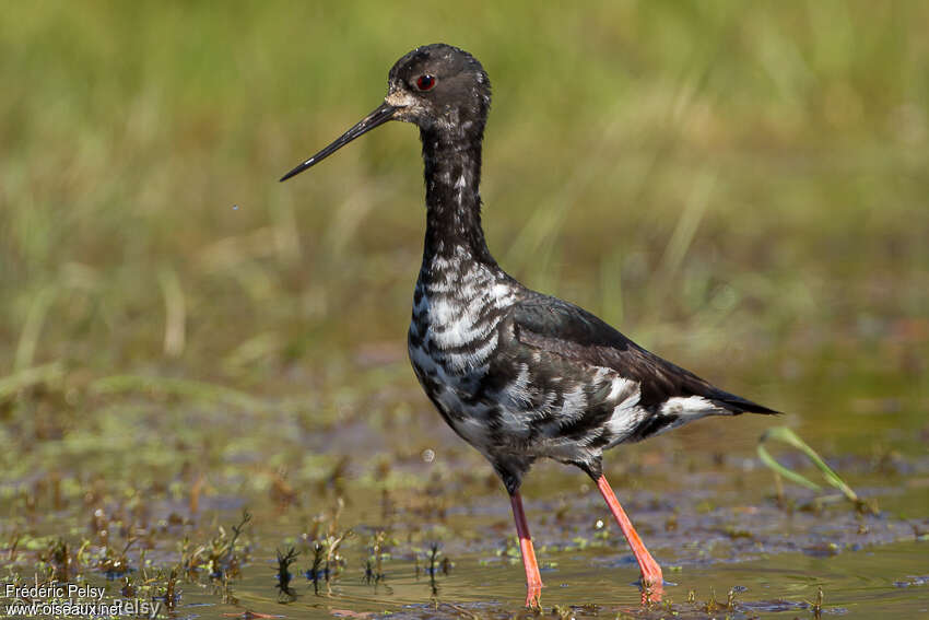 Échasse noirejuvénile, identification