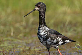 Black Stilt