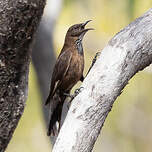 Échelet à queue noire
