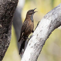 Échelet à queue noire