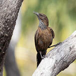 Échelet à queue noire