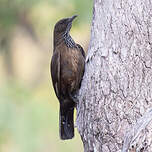 Échelet à queue noire