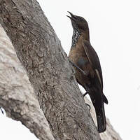 Échelet à queue noire