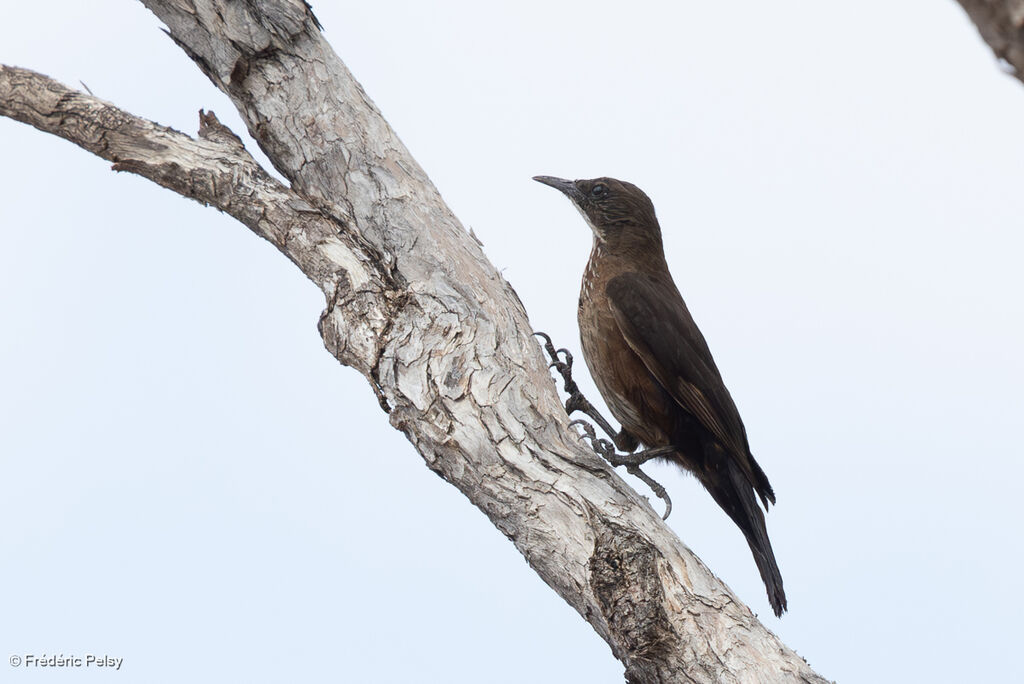 Échelet à queue noire femelle adulte