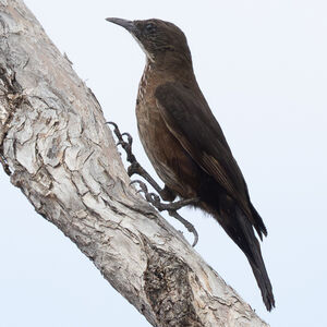 Échelet à queue noire