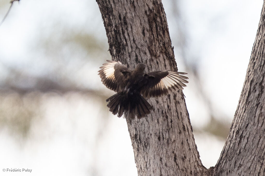 Échelet à queue noire