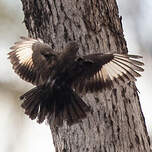 Échelet à queue noire