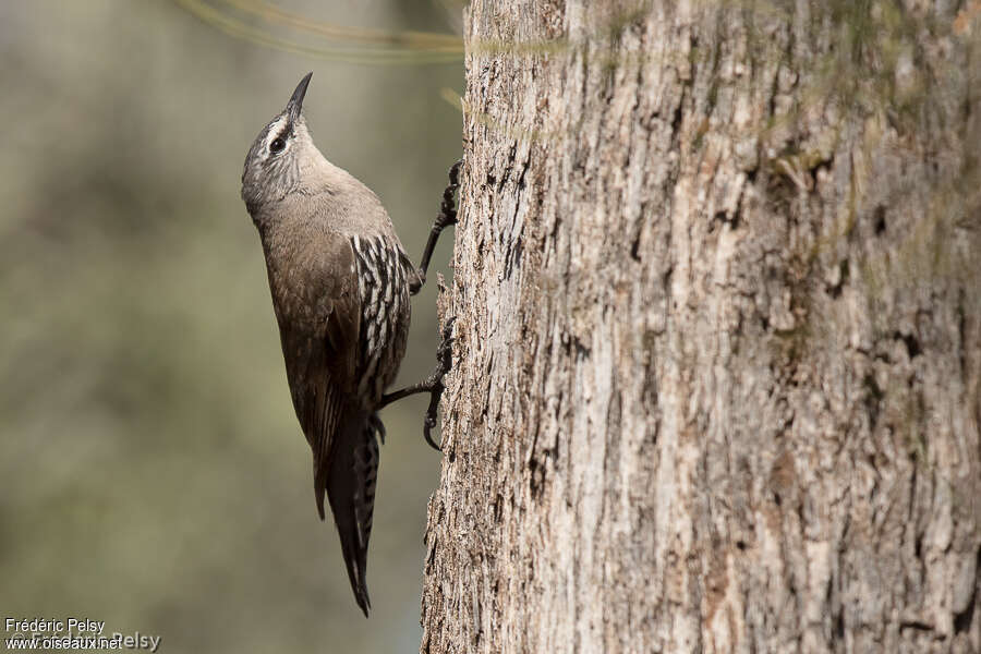 White-browed Treecreeper