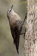 White-browed Treecreeper