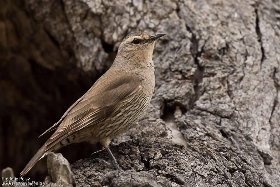 Brown Treecreeperadult